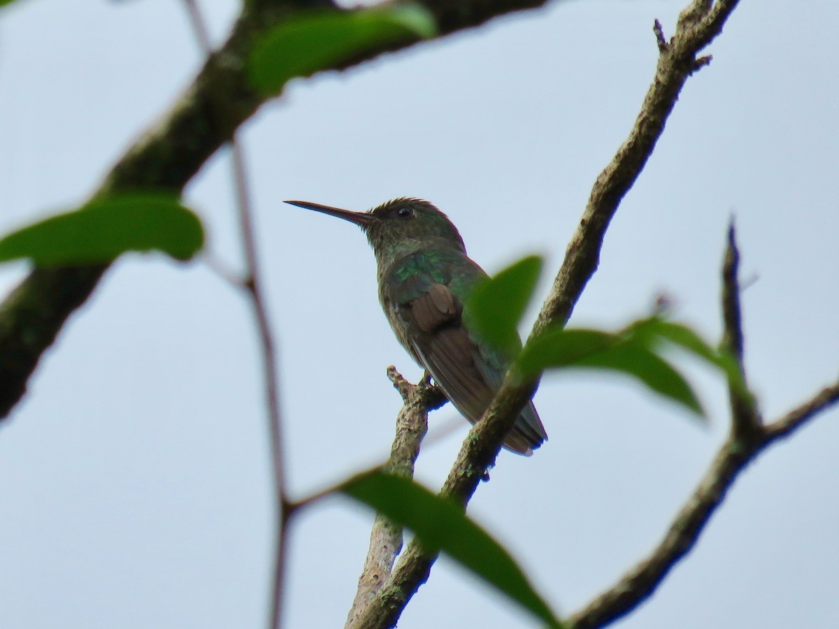Scaly-breasted Hummingbird - ML42280451
