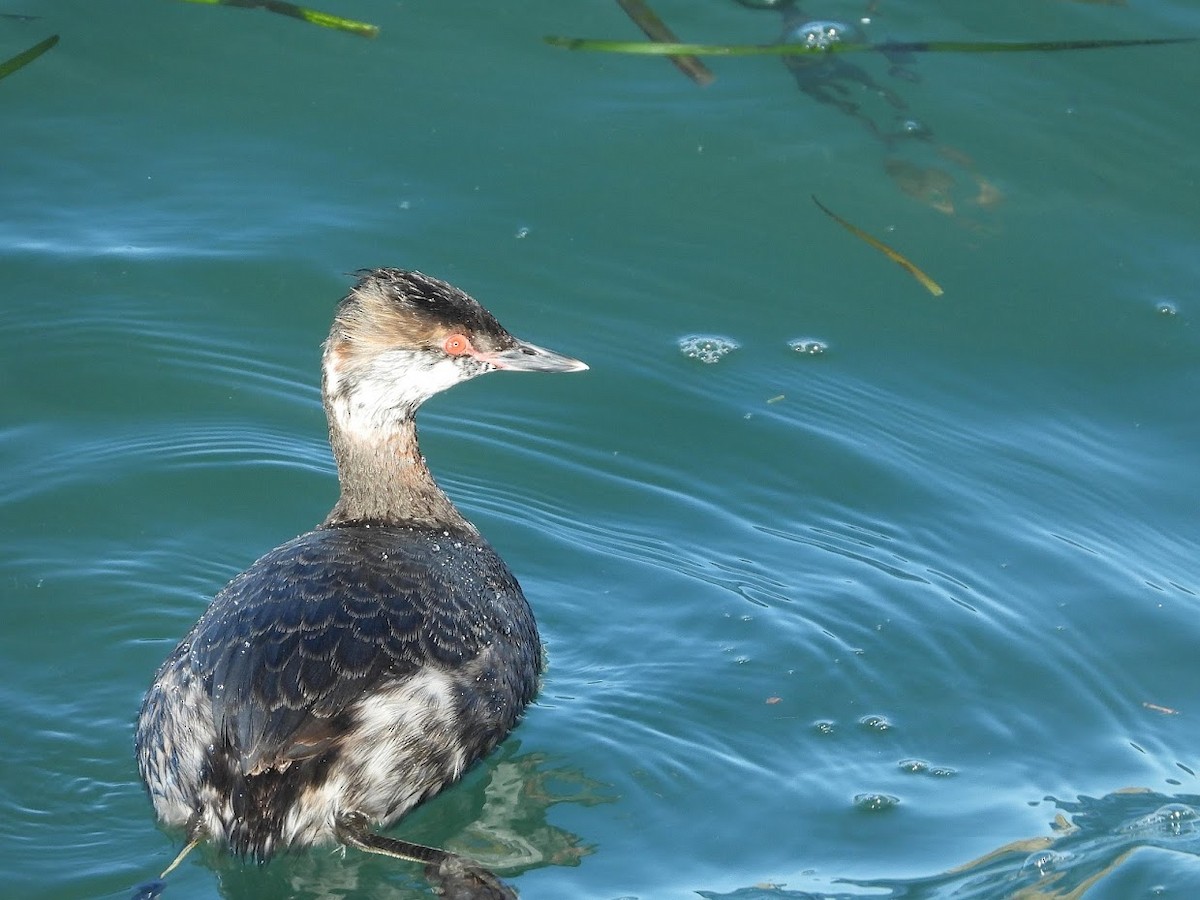 Horned Grebe - Long-eared Owl