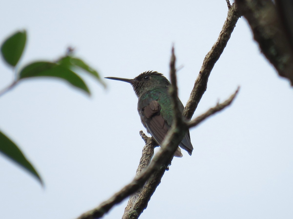 Scaly-breasted Hummingbird - ML42280481