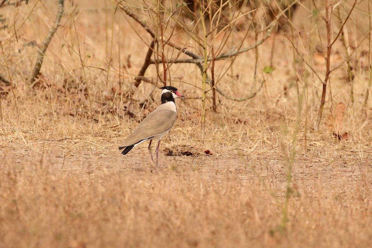 Avefría Coletuda - ML42280491