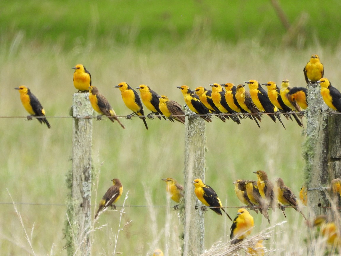 Saffron-cowled Blackbird - ML422805011