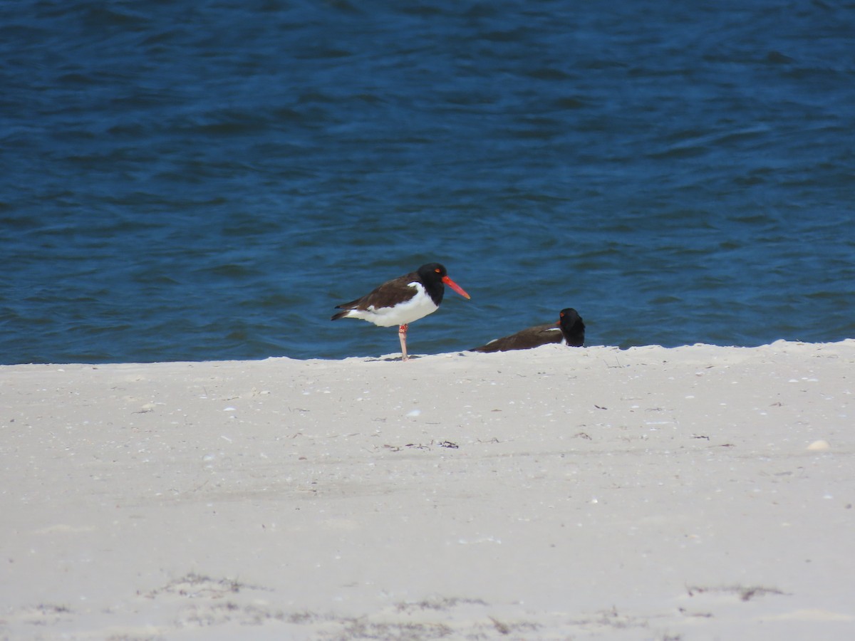 American Oystercatcher - ML422805241