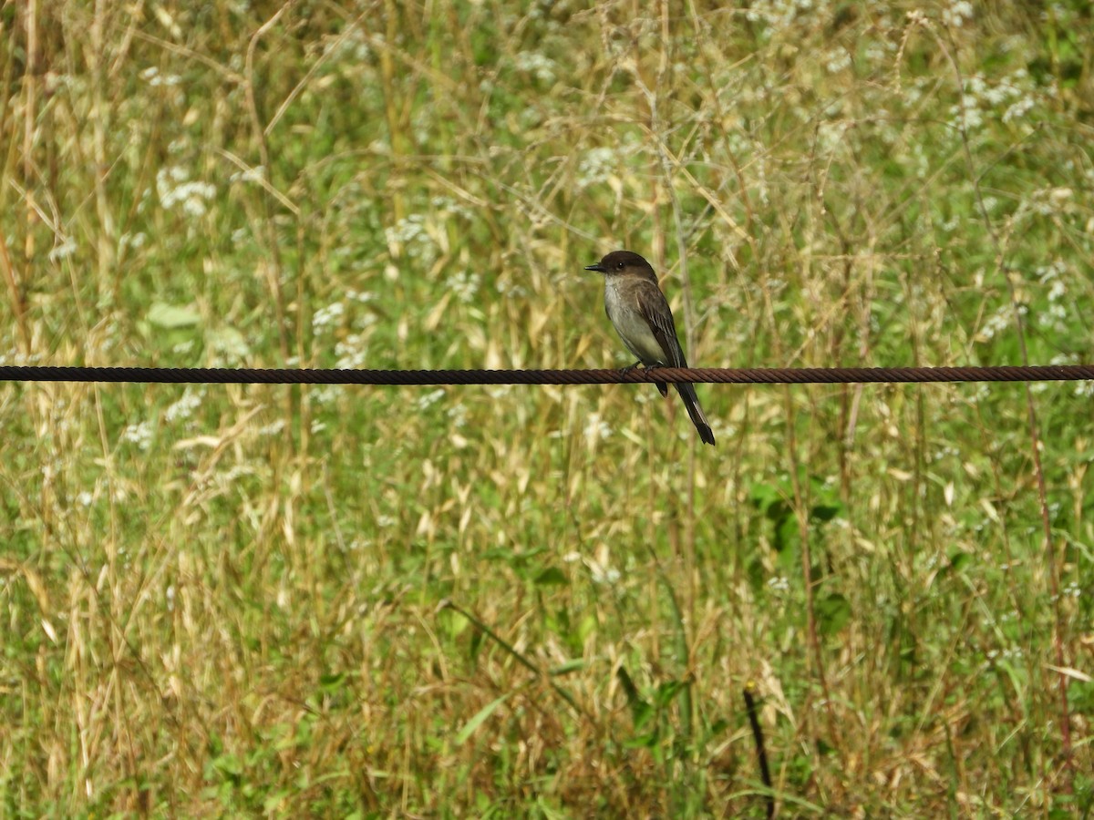 Eastern Phoebe - ML422806221