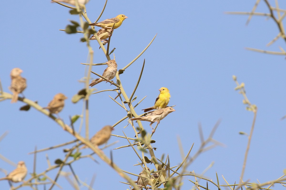 Sudan Golden Sparrow - Tommy Pedersen