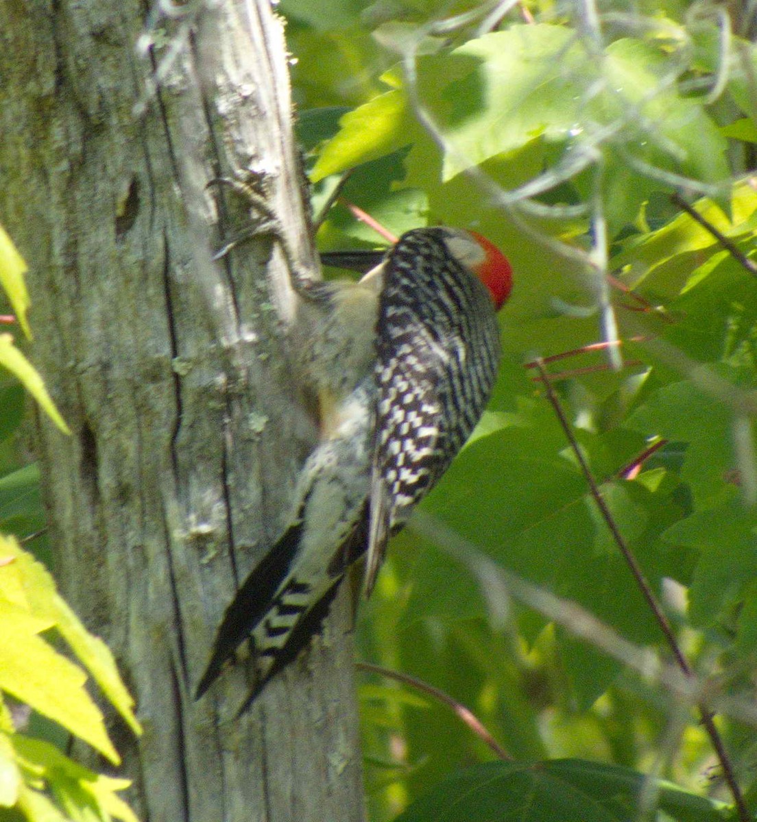 Red-bellied Woodpecker - DAB DAB