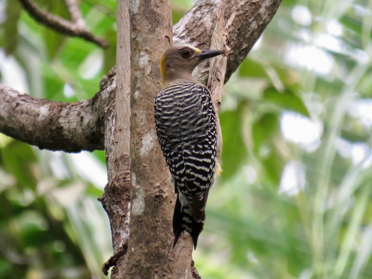 Hoffmann's Woodpecker - ML42280711