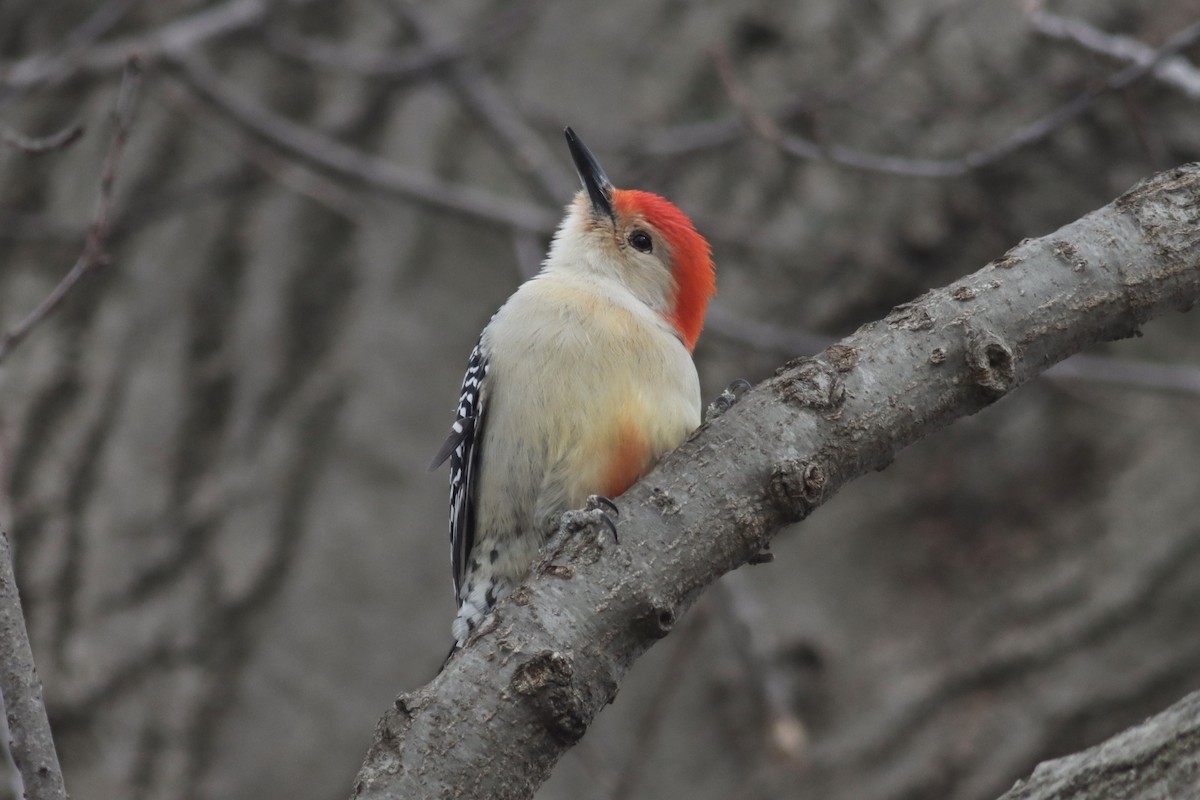 Red-bellied Woodpecker - ML422807251
