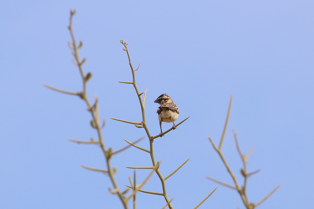 Viuda del Sahel - ML42280751