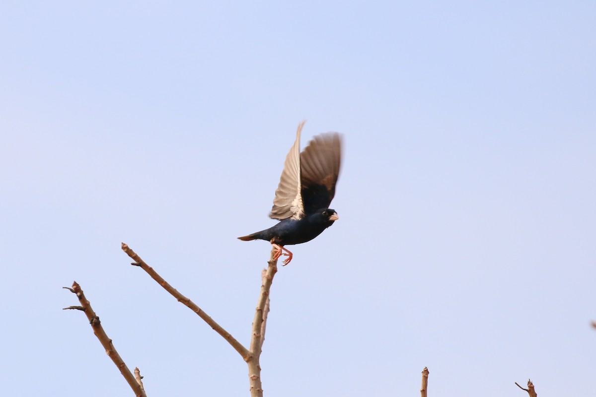 Viuda Senegalesa - ML42280761