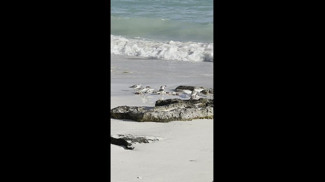 Sanderling - ML422807931