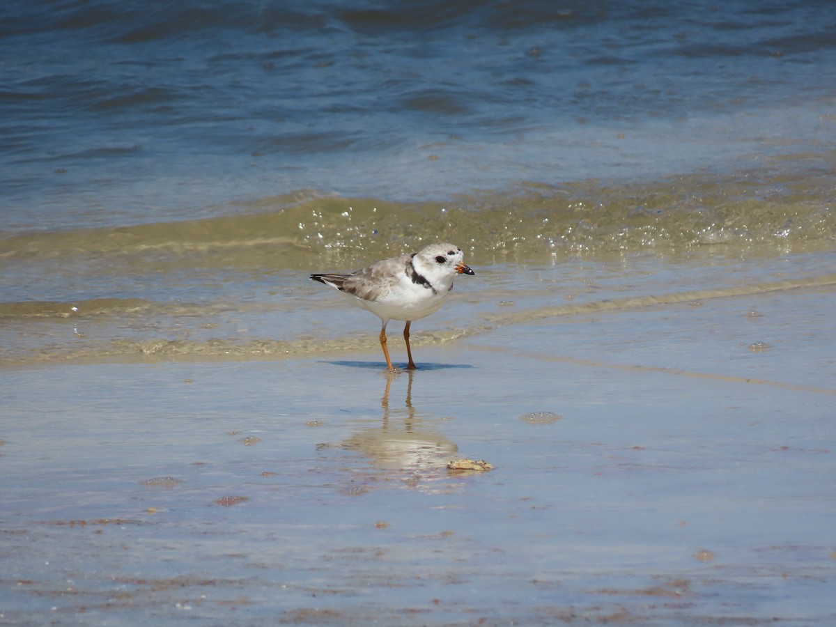 Piping Plover - ML422808231