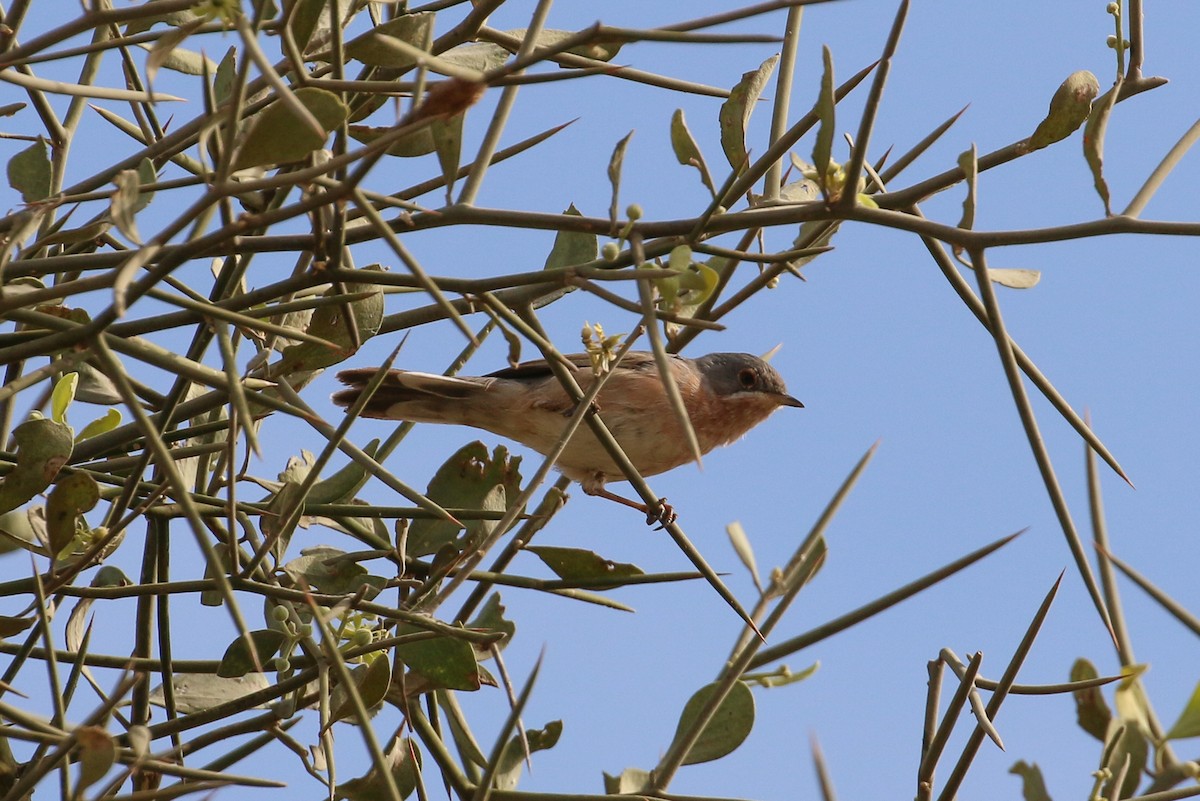 Curruca Carrasqueña Occidental - ML42280831