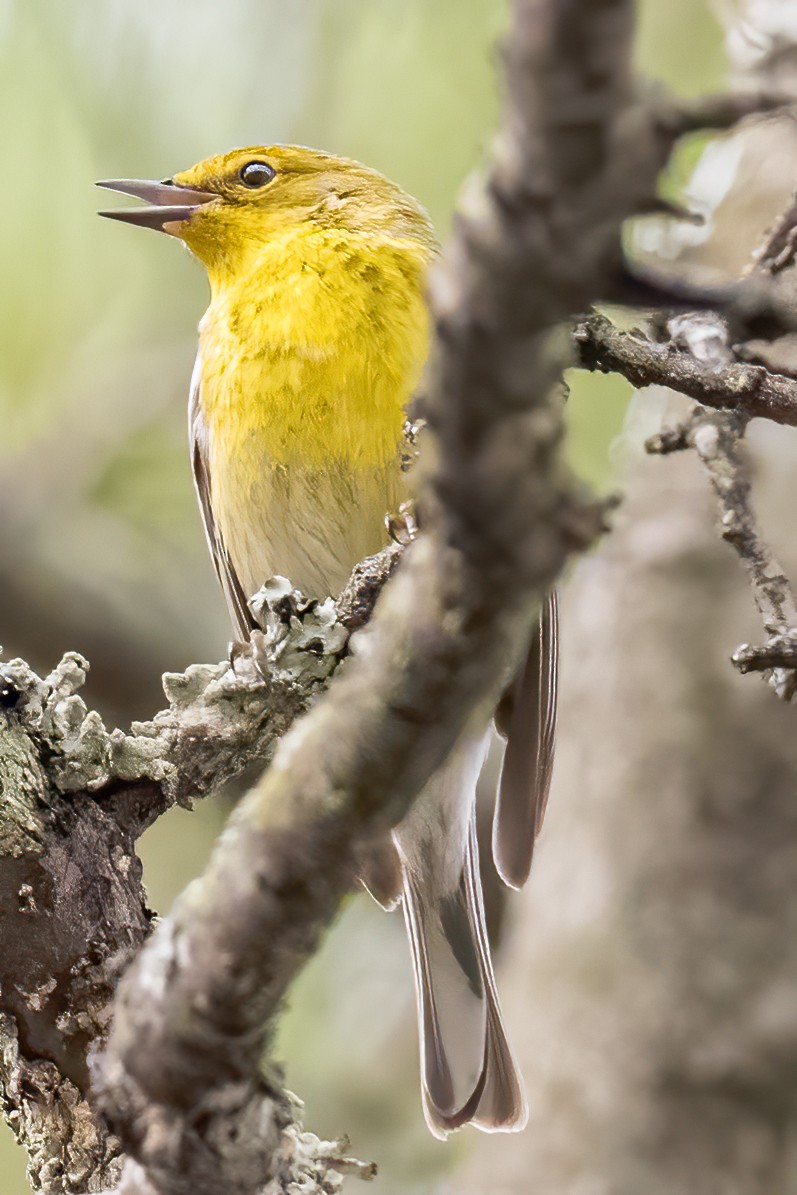 Pine Warbler - ML422808591