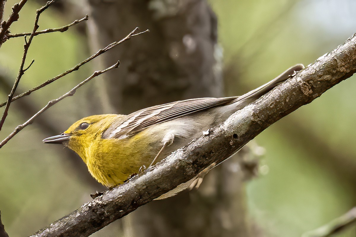 Pine Warbler - ML422808611