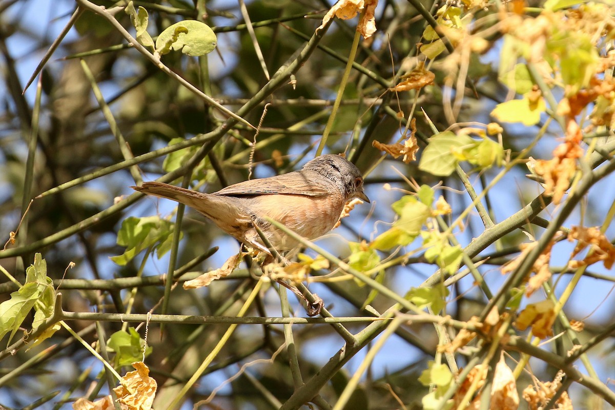 Curruca Carrasqueña Occidental - ML42280871