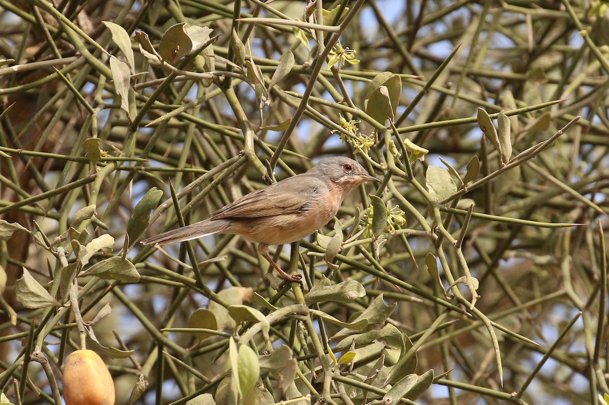 Curruca Carrasqueña Occidental - ML42280891