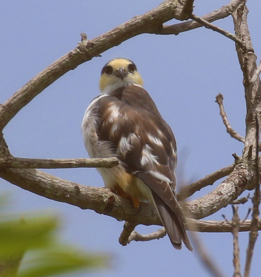 Коршун-крошка - ML422809161