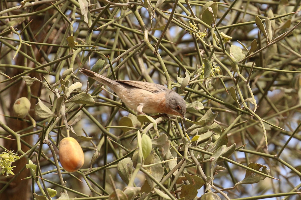 Curruca Carrasqueña Occidental - ML42280921