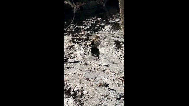 Cooper's Hawk - ML422809441