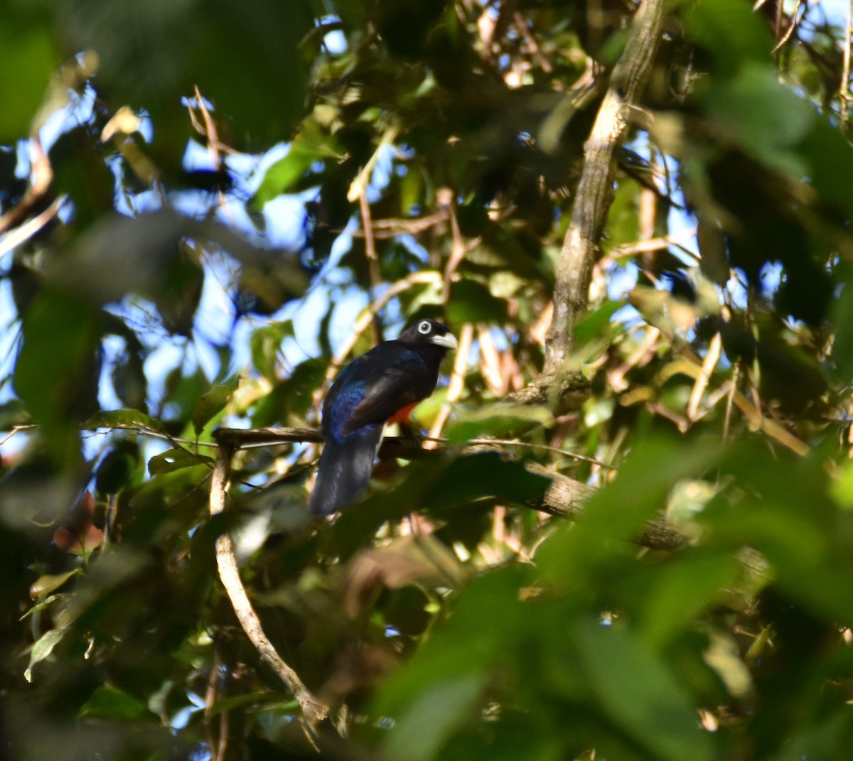 Baird's Trogon - ML422809751