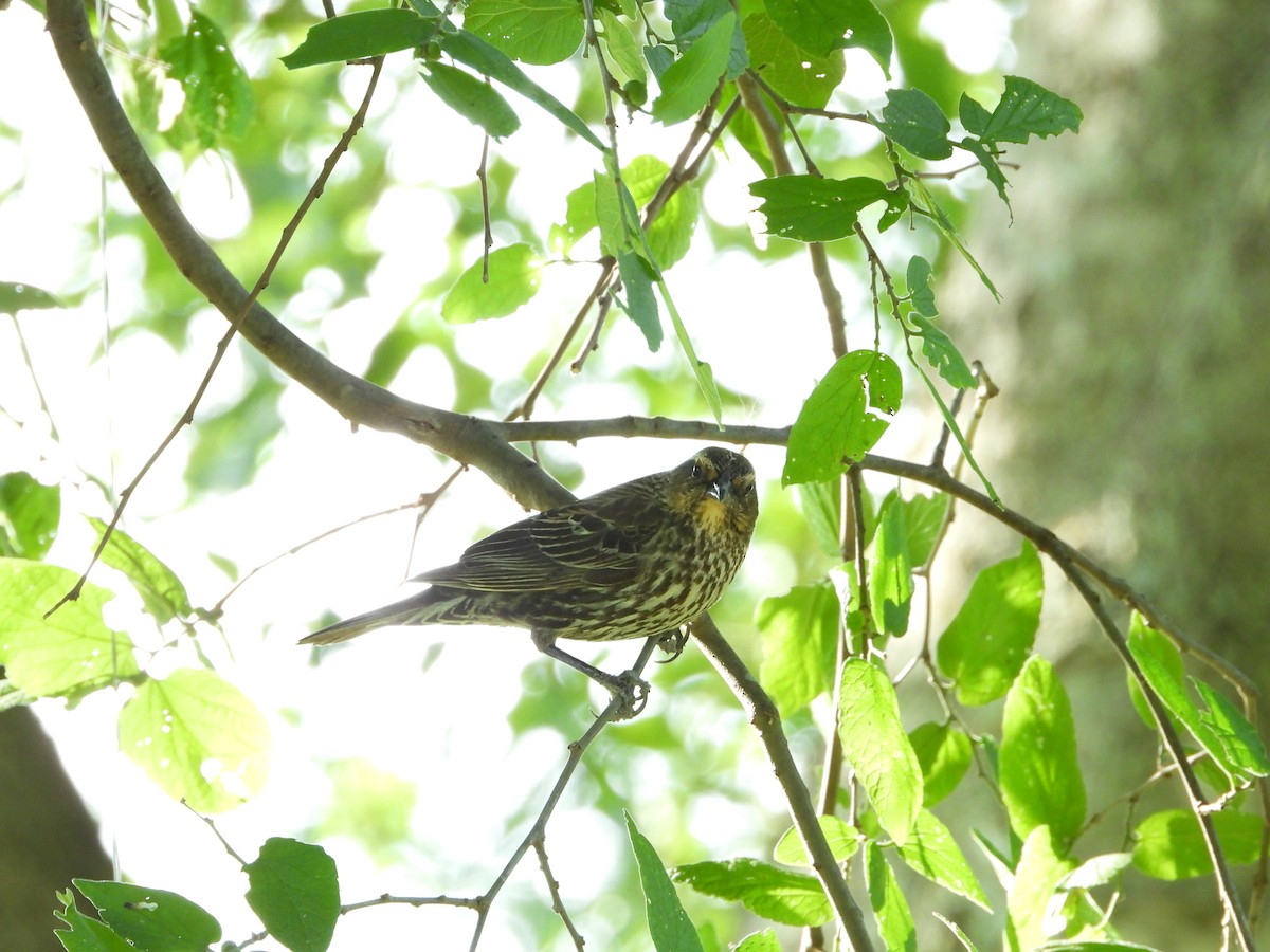 Red-winged Blackbird - ML422810821