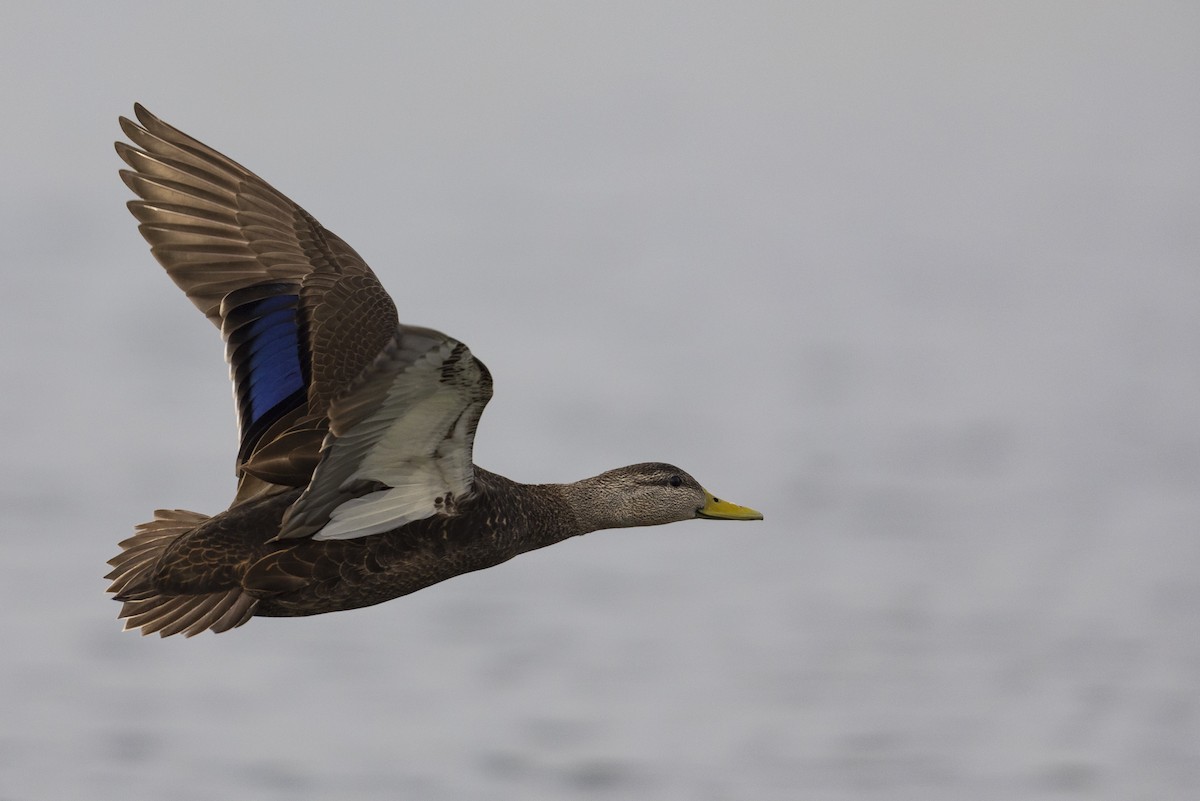 American Black Duck - Michael Stubblefield