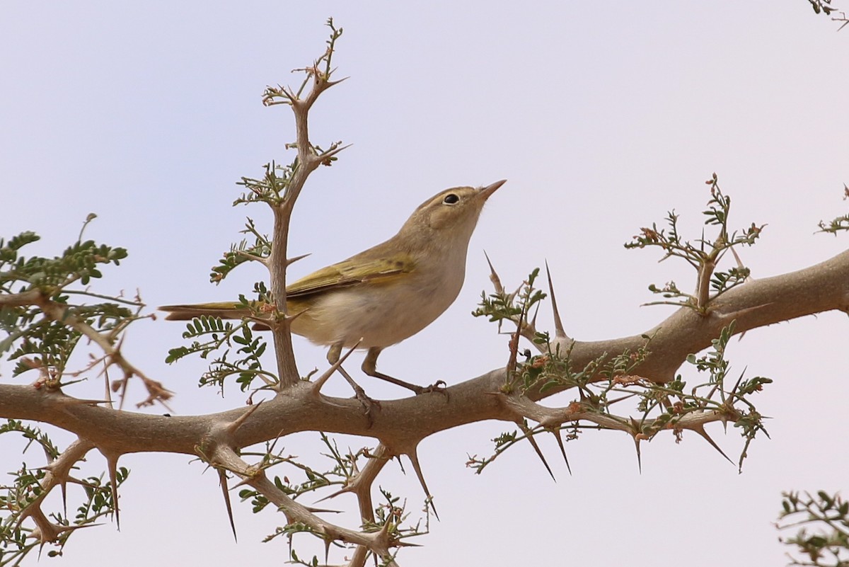 Western Bonelli's Warbler - Tommy Pedersen