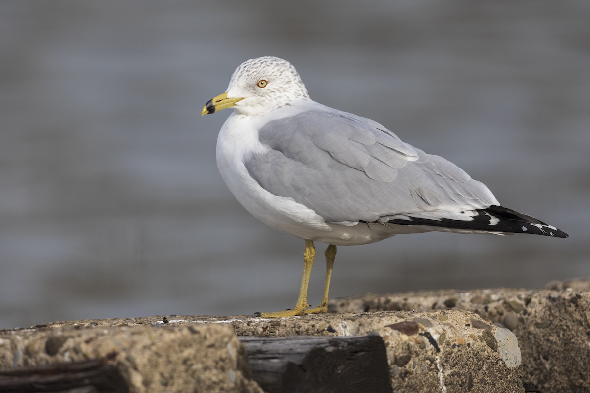 Ring-billed Gull - Michael Stubblefield