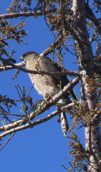 Cooper's Hawk - ML422811831
