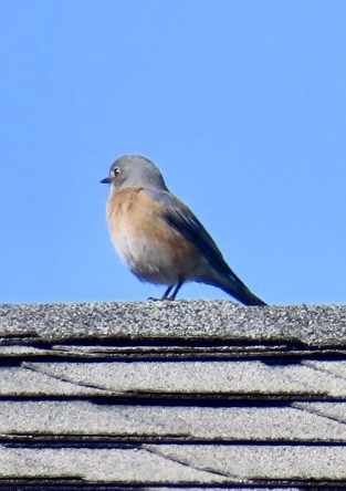 Western Bluebird - ML422812151
