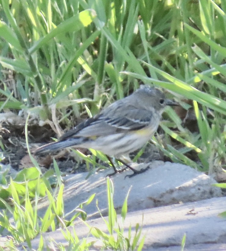 Yellow-rumped Warbler (Audubon's) - ML422812261