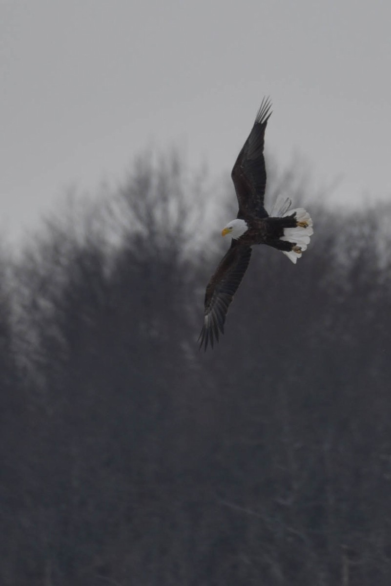 Bald Eagle - ML422812441