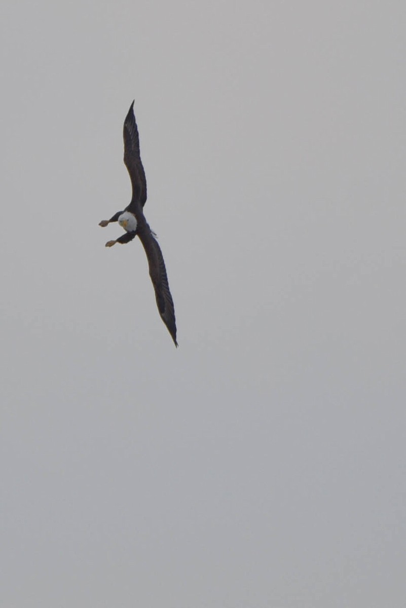 Bald Eagle - ML422812541