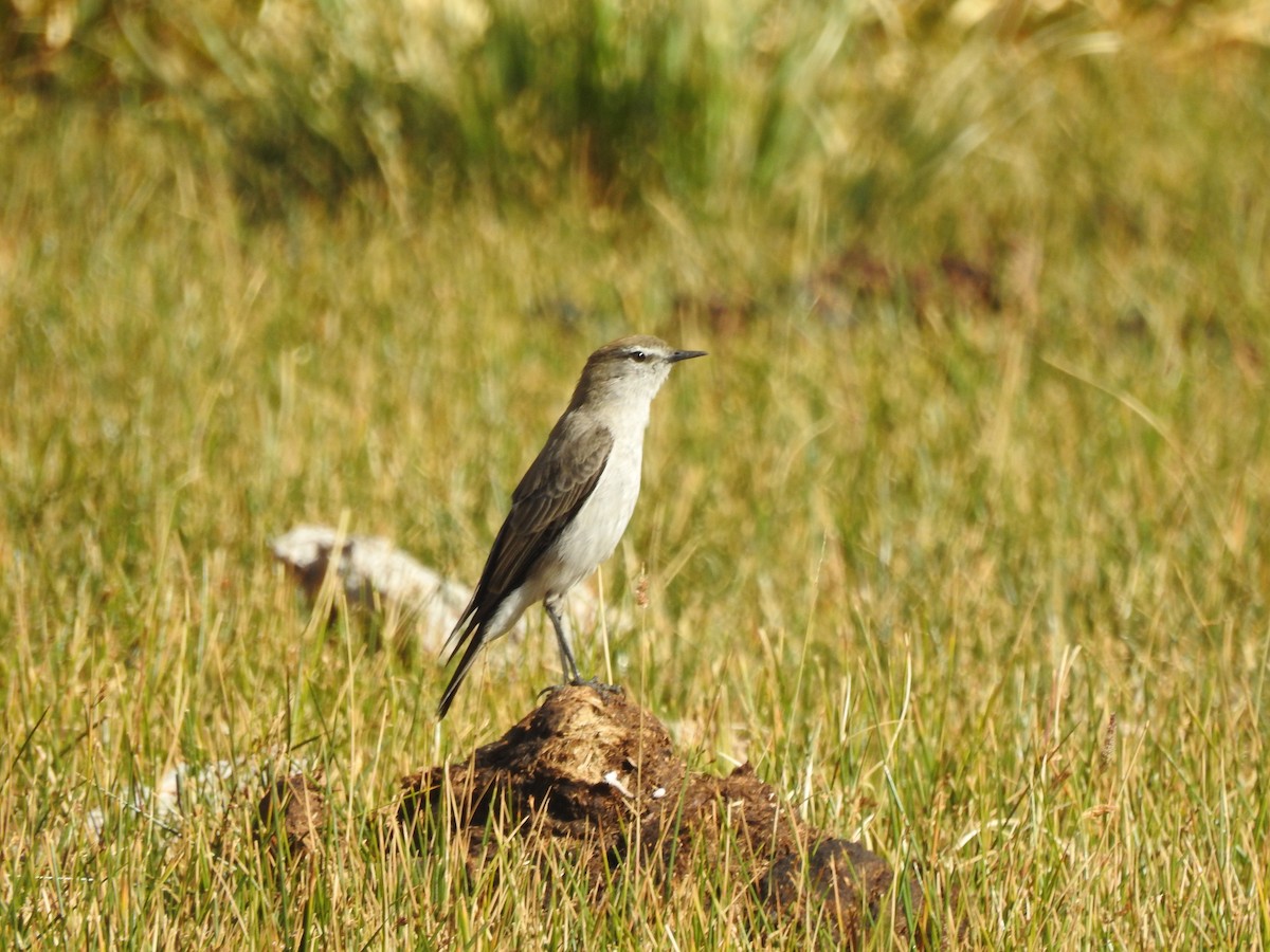 White-browed Ground-Tyrant - ML422812641