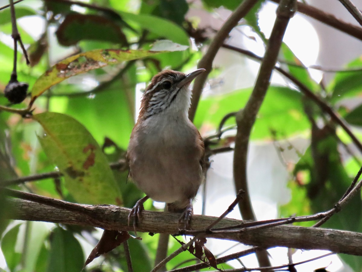 Rufous-and-white Wren - ML42281271