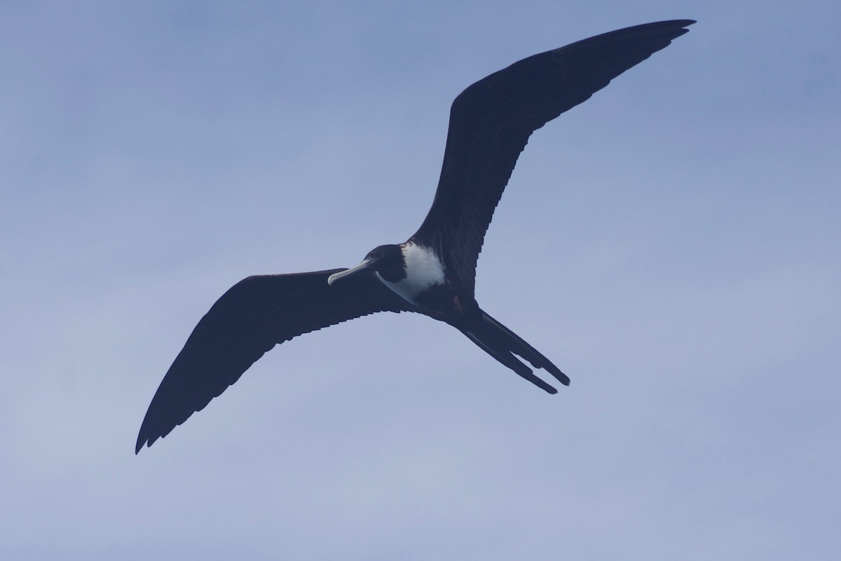 Magnificent Frigatebird - ML422812841