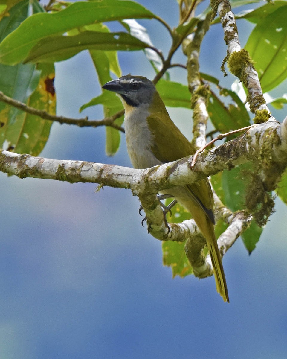 Buff-throated Saltator - Tini & Jacob Wijpkema