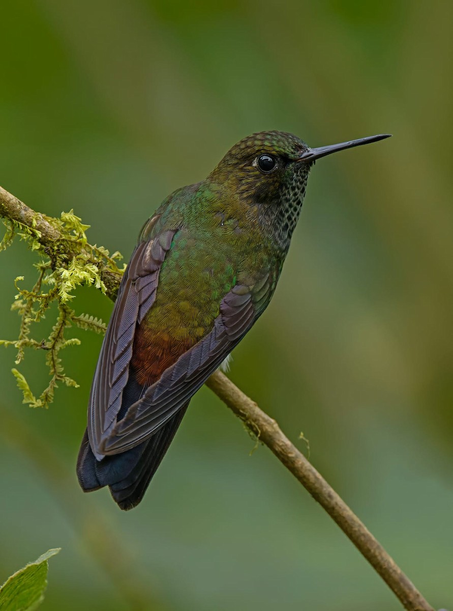 Hoary Puffleg - ML422813641