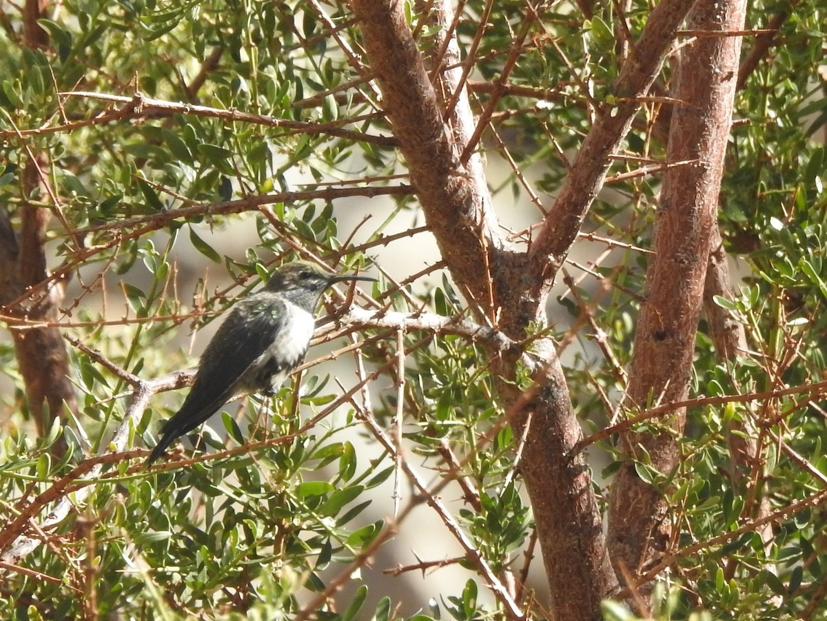 Colibri à flancs blancs - ML422814061