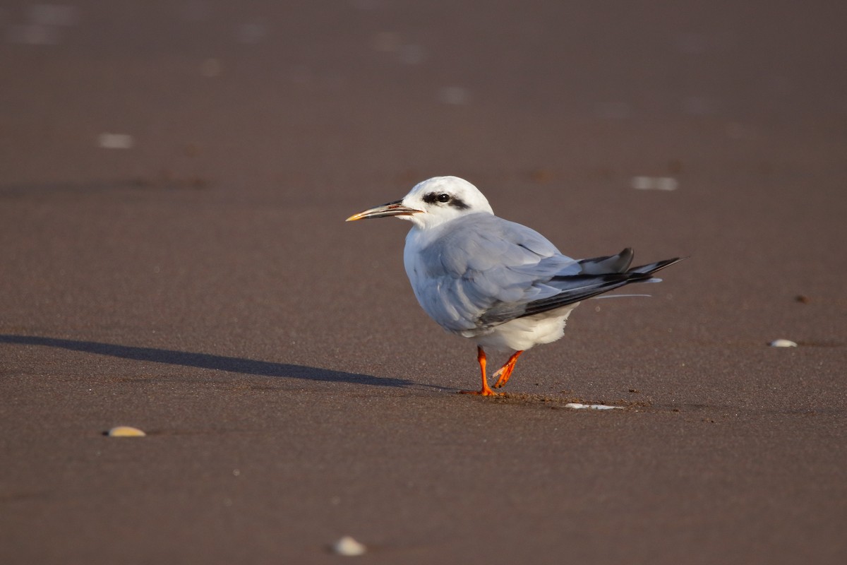 Snowy-crowned Tern - ML422814521