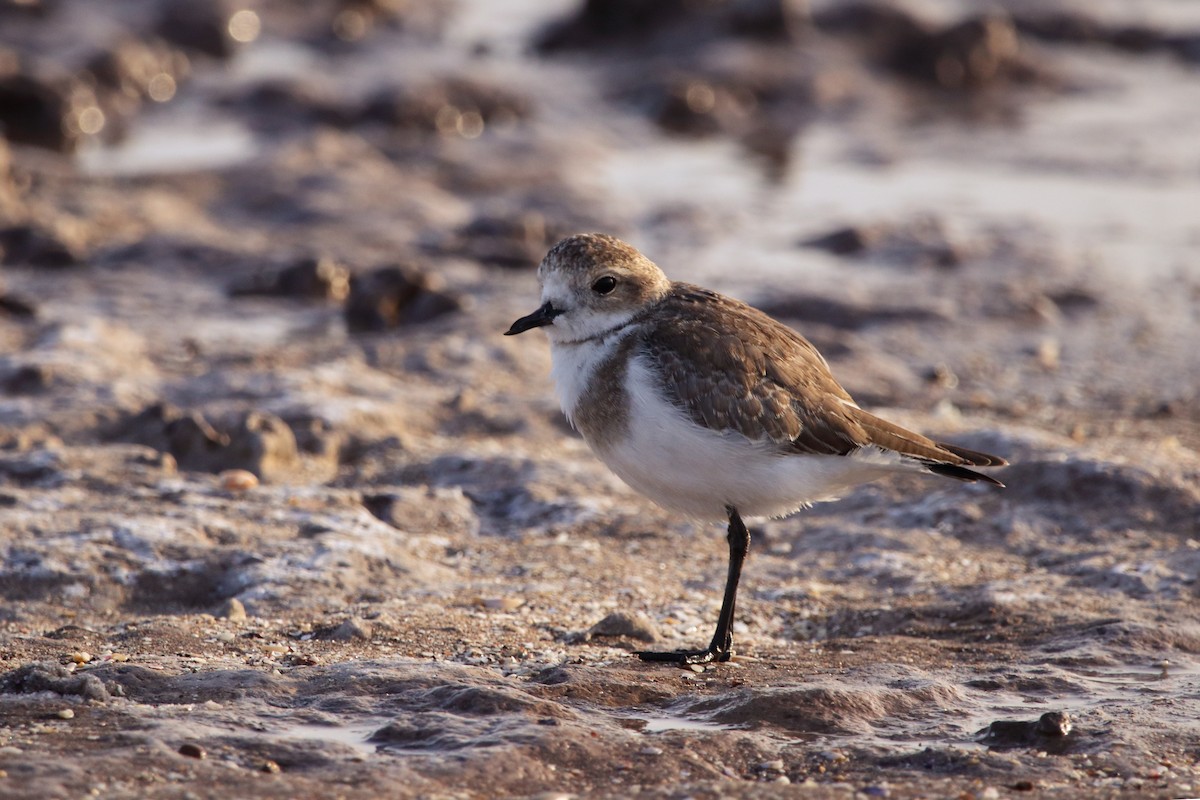 Two-banded Plover - ML422815101