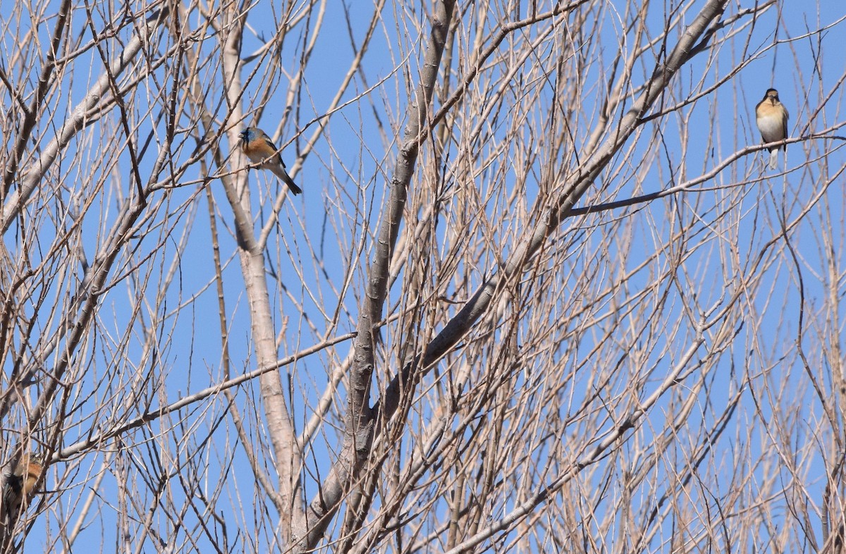 Lazuli Bunting - ML422815661