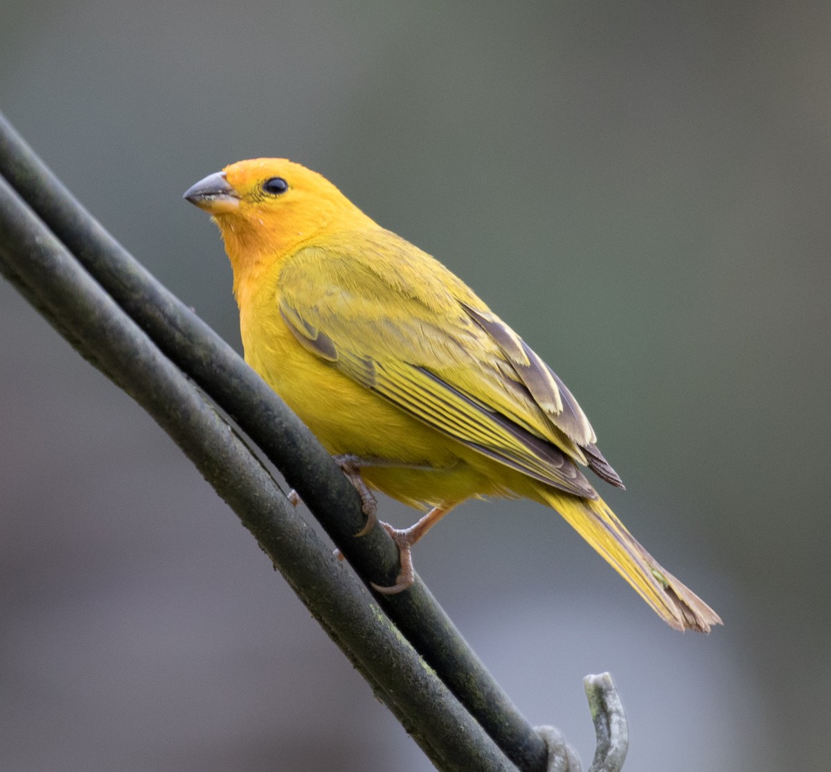 Saffron Finch - ML422816141