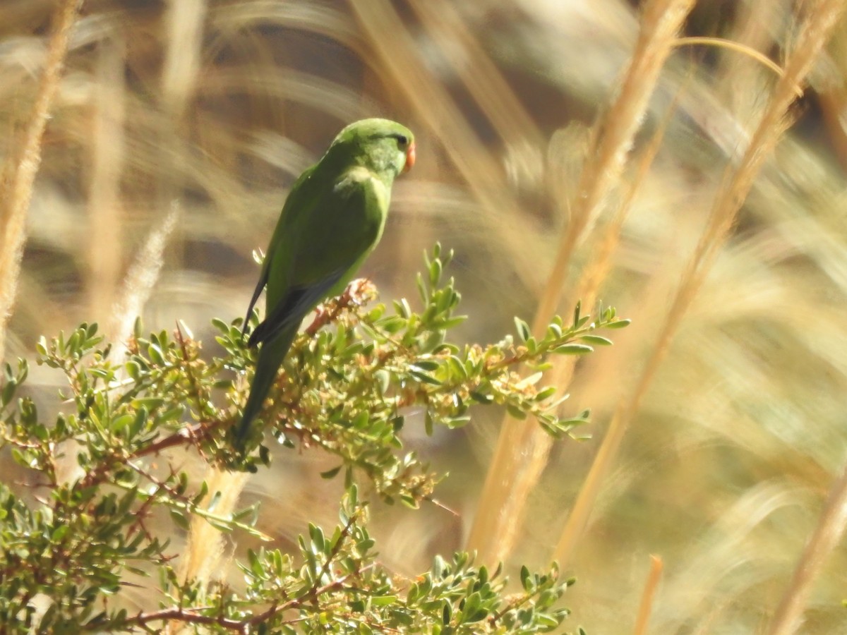 Mountain Parakeet - ML422816781