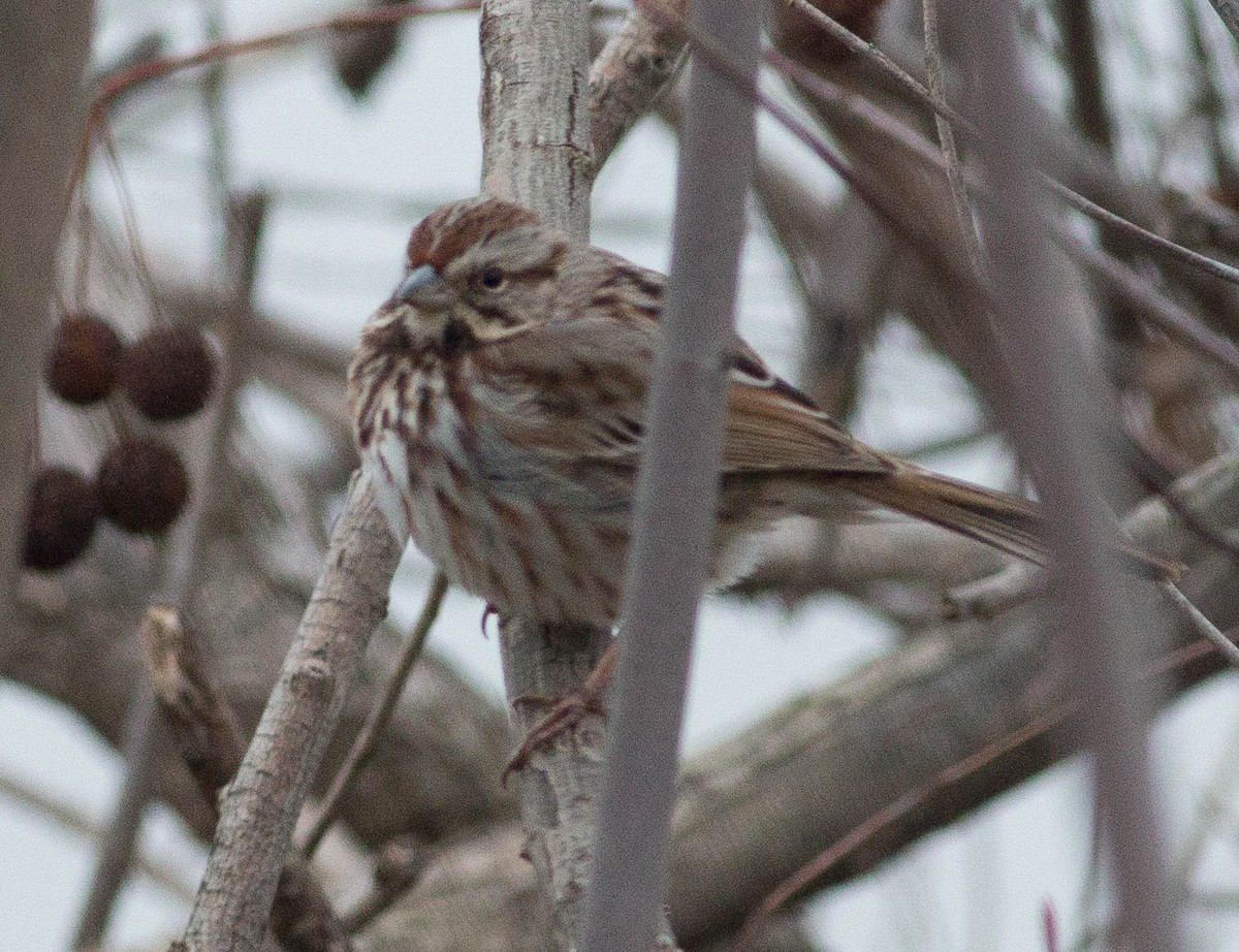 Song Sparrow - Liz Shlapack