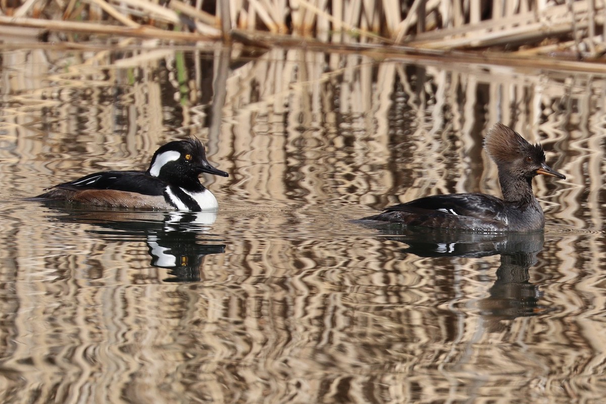 Hooded Merganser - ML422818391