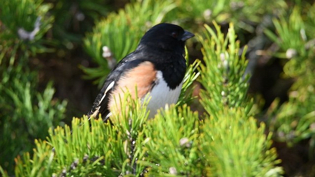 Eastern Towhee - ML422819301