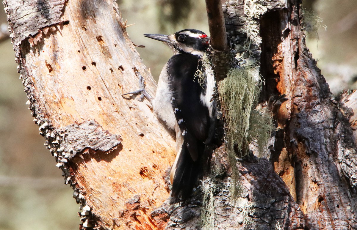 Hairy Woodpecker - ML422819401