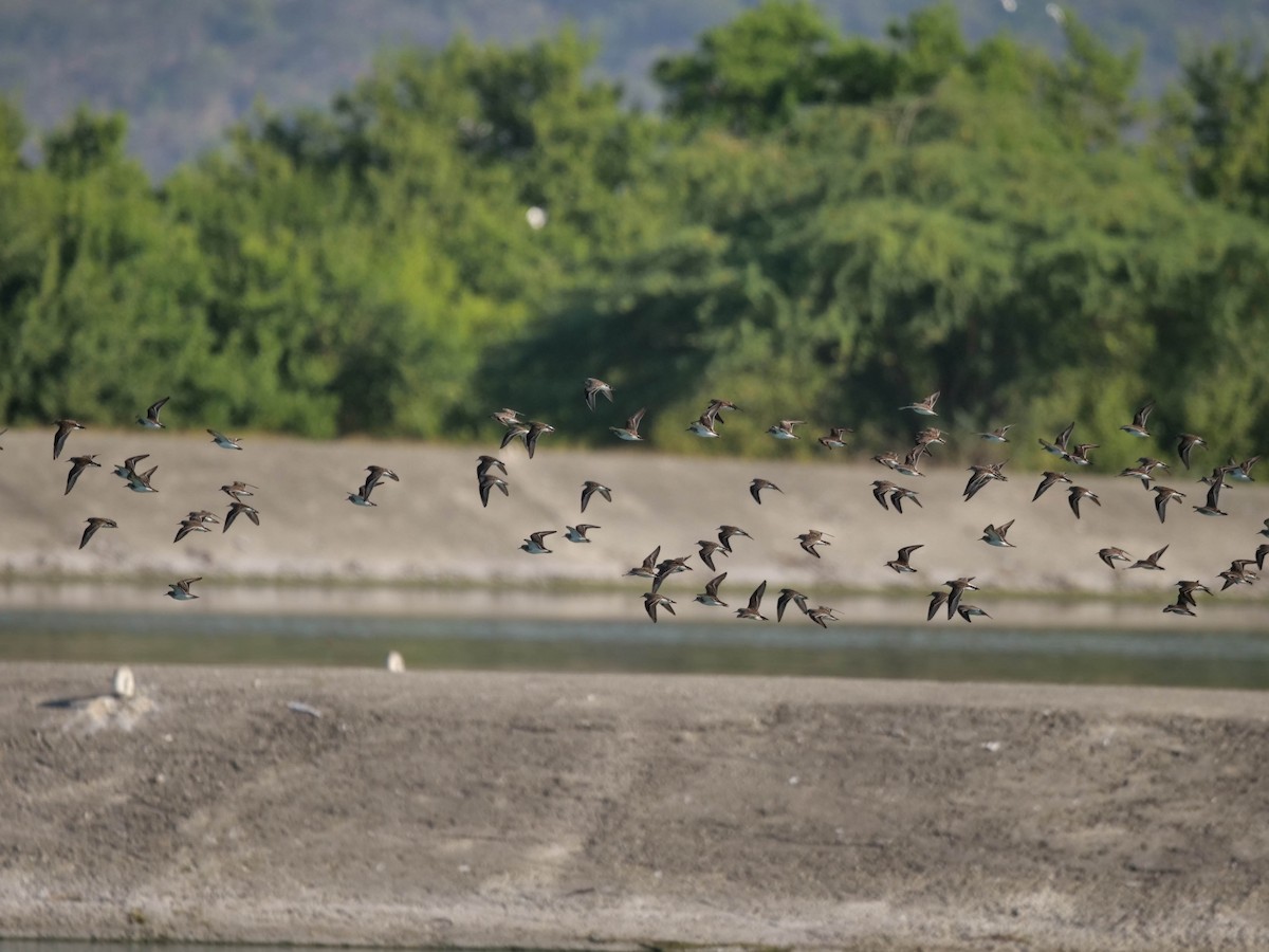 Least Sandpiper - ML422820631