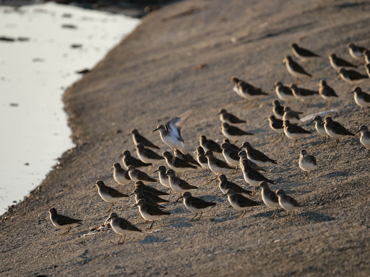 Least Sandpiper - ML422820751